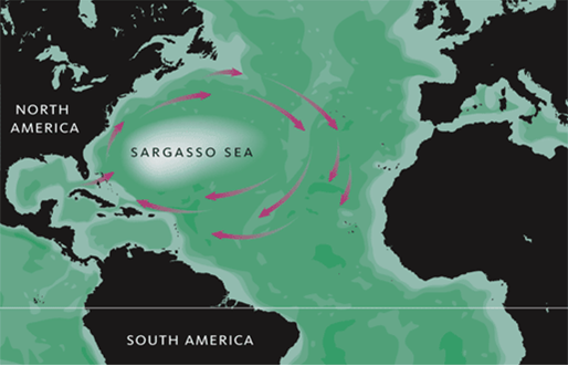 WBBSE Solutions Class 10 geography and environment chapter 3 Hydrosphere sargasso sea