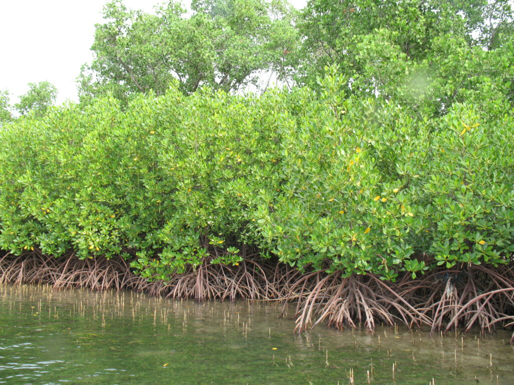 WBBSE Solutions Class 10 geography and environment chapter Chapter 5 India Physical Environment soil in india causes of Mangrove forest