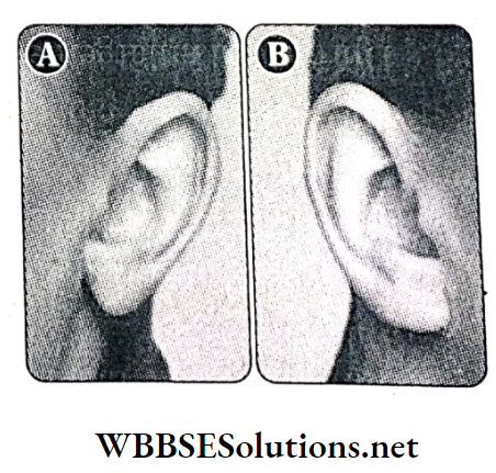 WBBSE Solutions For Class 10 Life Science And Environment Chapter 3 Heredity And Some Common Genetic Diseases Earlobe Free, Attached
