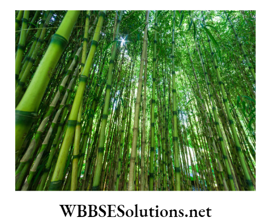 WBBSE Solutions For Class 8 School Science Chapter 11 Plant Kingdom and The Environment Around Us Bamboo