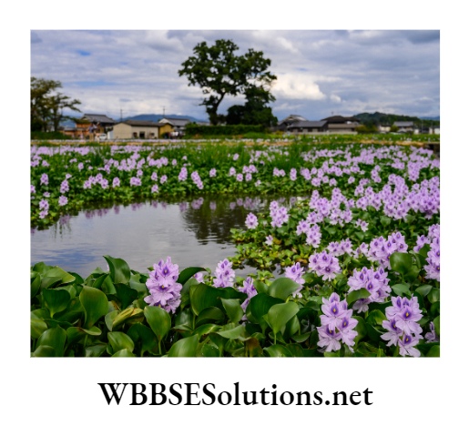 WBBSE Solutions For Class 8 School Science Chapter 11 Plant Kingdom and The Environment Around Us Water hyacinth