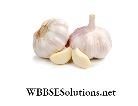 WBBSE Solutions For Class 8 School Science Chapter 11 Plant Kingdom and The Environment Around Us garlic