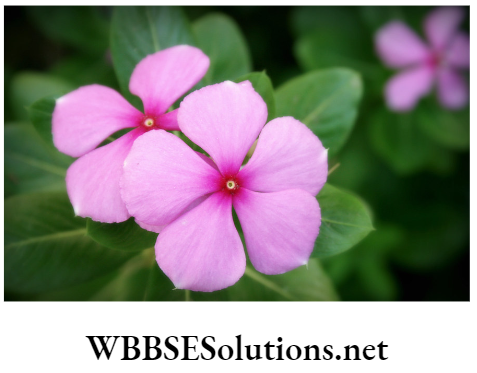 WBBSE Solutions For Class 8 School Science Chapter 11 Plant Kingdom and The Environment Around Us nayantara catharanthus