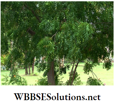 WBBSE Solutions For Class 8 School Science Chapter 11 Plant Kingdom and The Environment Around Us neem tree