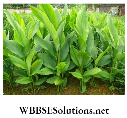 WBBSE Solutions For Class 8 School Science Chapter 11 Plant Kingdom and The Environment Around Us turmeric plant