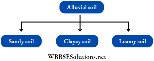 WBBSE Solutions For Class 7 Geography Chapter 6 Rock And Soil Topic B Soil Alluvial soil