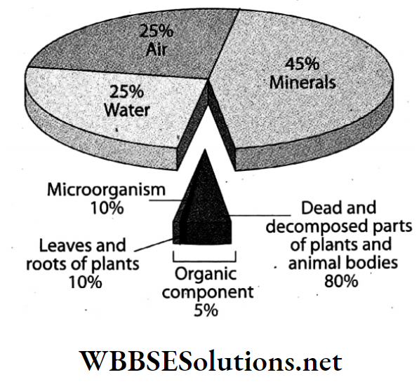 WBBSE Solutions For Class 7 Geography Chapter 6 Rock And Soil Topic B Soil Components of soil