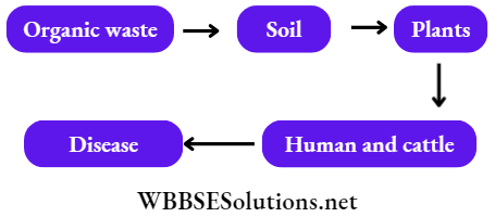 WBBSE Solutions For Class 7 Geography Chapter 8 Soil Pollution Biomagnification