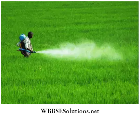WBBSE Solutions For Class 7 Geography Chapter 8 Soil Pollution Pesticides causing soil pollution