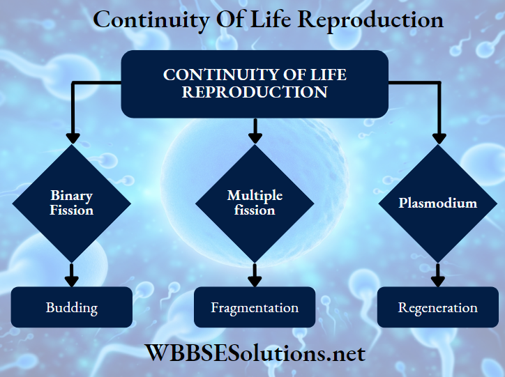 Continuity Of Life Reproduction