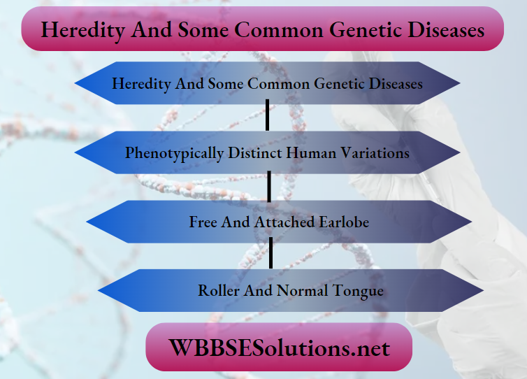Heredity And Some Common Genetic Diseases Summary