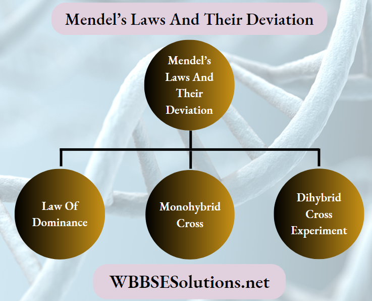 Mendel's Laws And Their Deviation Summary