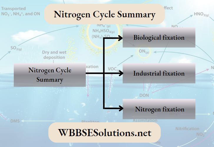 Nitrogen Cycle Summary