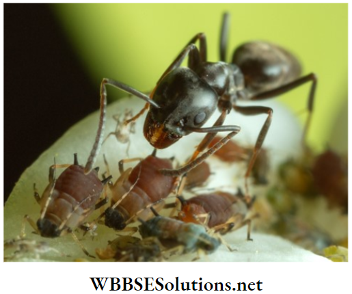 School Science chapter 1 Interdependence Of Organisms and Environment ants and aphids