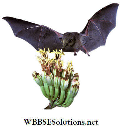 School Science chapter 1 Interdependence Of Organisms and Environment bat pollinated flower