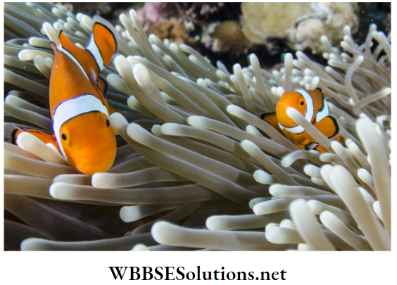 School Science chapter 1 Interdependence Of Organisms and Environment clow fish and sea anemone