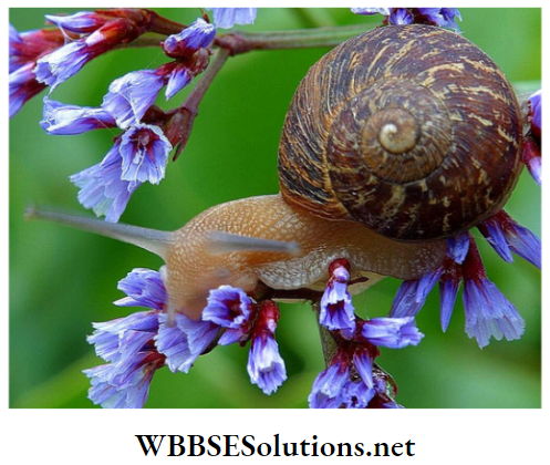 School Science chapter 1 Interdependence Of Organisms and Environment snail polinated flower