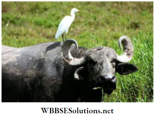School Science chapter 1 Interdependence Of Organisms and Environmente cattle egrets and cattle