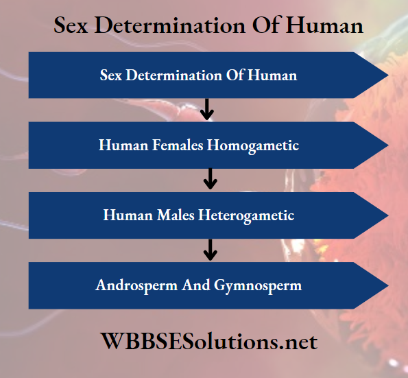 Sex Determination Of Human