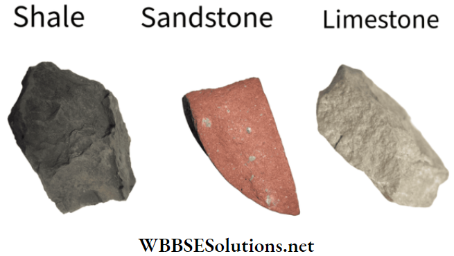 WBBSE Solutions Class 6 School Science Chapter 4 Rocks and Minerals Sandstoe and Shale
