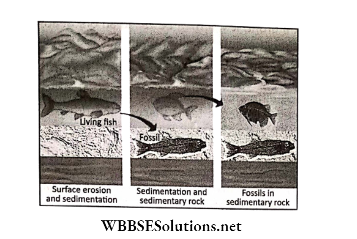 WBBSE Solutions Class 6 School Science Chapter 4 Rocks and Minerals Surface erosion and sedimentation