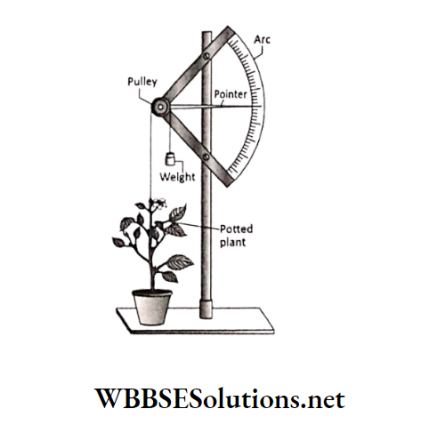 WBBSE Solutions Class 6 School Science Chapter 5 Measurement plant growth