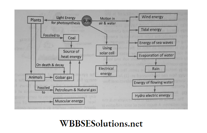 WBBSE Solutions Class 6 School Science Chapter 6 Primary Concept Of Force and Energy plants and animals,sun,rain