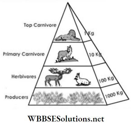 WBBSE Solutions Class 6 School Science Chapter 6 Primary Concept Of Force and Energy top carnivore and producers