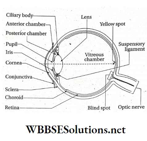 WBBSE Solutions For Class 10 Life Science And Environment Chapter 1 Eye As A Sense Organ In Human Structure of human eye