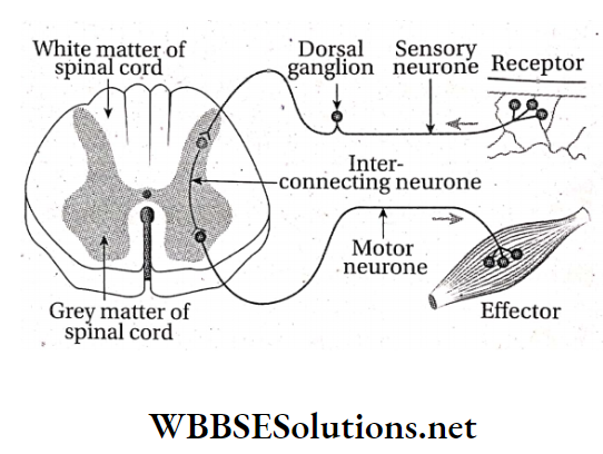 WBBSE Solutions For Class 10 Life Science And Environment Chapter 1 Human Nervous System Simple reflex arc