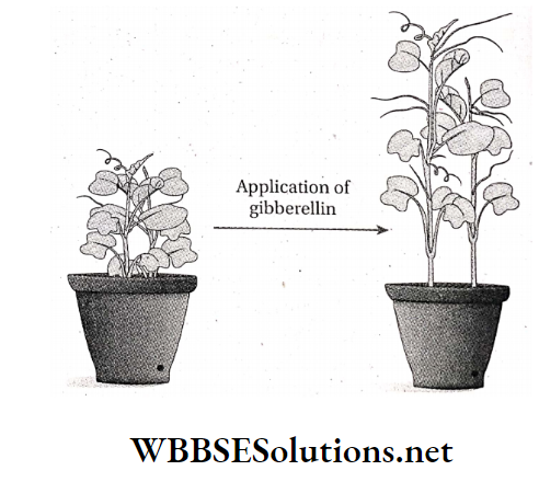 WBBSE Solutions For Class 10 Life Science And Environment Chapter 1 Response And Chemical Co Ordination In Plants Hormones Role of gibberellin in internodal growth