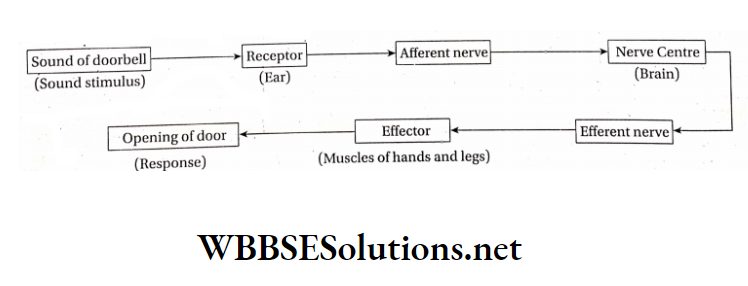WBBSE Solutions For Class 10 Life Science And Environment Chapter 1 Response And Physical Co-Ordination In Animals Nervous Nervous pathway