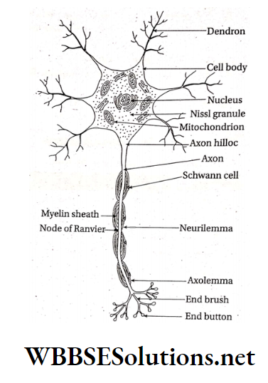 WBBSE Solutions For Class 10 Life Science And Environment Chapter 1 Response And Physical Co-Ordination In Animals Nervous Structure of neurone