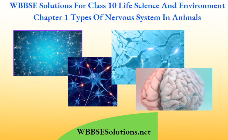 WBBSE Solutions For Class 10 Life Science And Environment Chapter 1 Types Of Nervous System In Animals