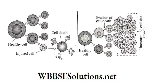 WBBSE Solutions For Class 10 Life Science And Environment Chapter 2 Cell Division And Cell Cycle Normal and nucontrolled cell division