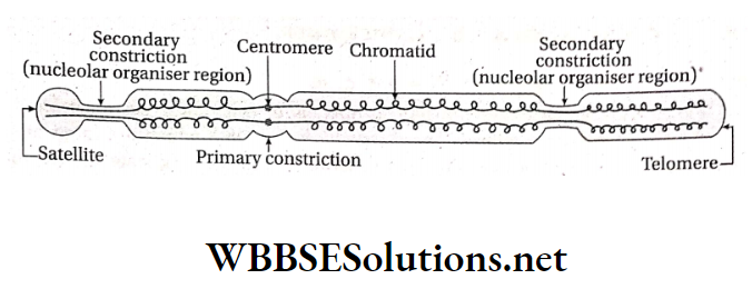 WBBSE Solutions For Class 10 Life Science And Environment Chapter 2 Continuity Of Life Chromosome Physiacal Structure of a chromosome