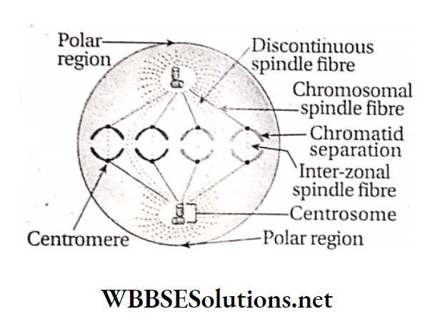 WBBSE Solutions For Class 10 Life Science And Environment Chapter 2 Mitotic And Meiotic Cell Division Anaphase in animal cell