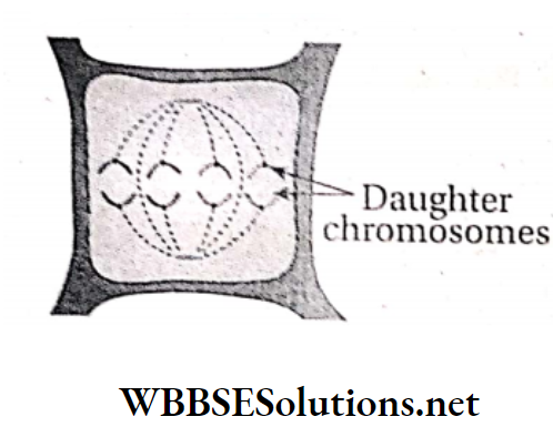 WBBSE Solutions For Class 10 Life Science And Environment Chapter 2 Mitotic And Meiotic Cell Division Anaphase in plant cell