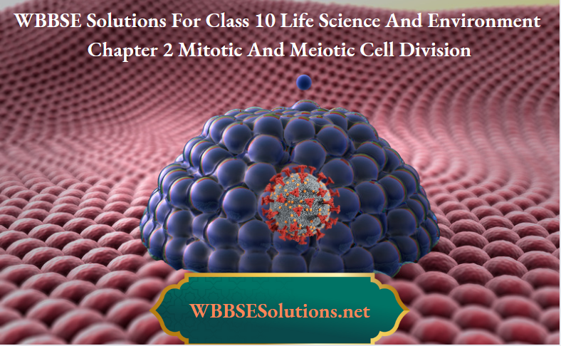 WBBSE Solutions For Class 10 Life Science And Environment Chapter 2 Mitotic And Meiotic Cell Division