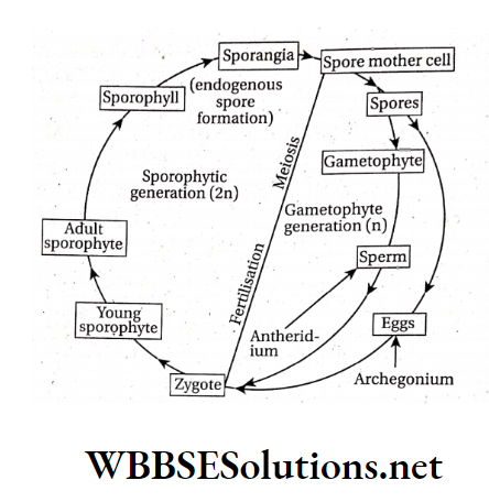 WBBSE Solutions For Class 10 Life Science And Environment Chapter 2 Reproduction Alternation Of generations in fern