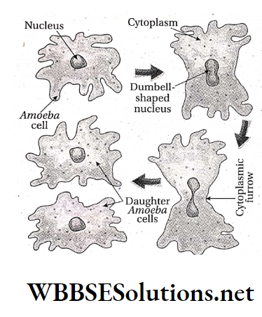 WBBSE Solutions For Class 10 Life Science And Environment Chapter 2 Reproduction Amitosis in Amoeba
