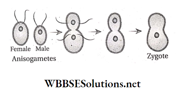 WBBSE Solutions For Class 10 Life Science And Environment Chapter 2 Reproduction Anisogamy