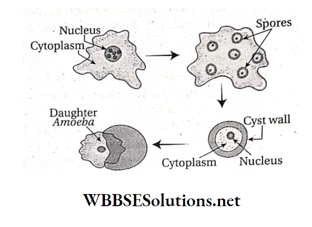 WBBSE Solutions For Class 10 Life Science And Environment Chapter 2 Reproduction Asexual reproduction in amoeba