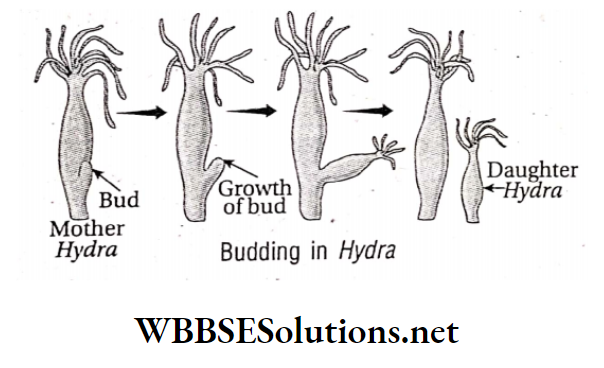 WBBSE Solutions For Class 10 Life Science And Environment Chapter 2 Reproduction Budding in Hydra