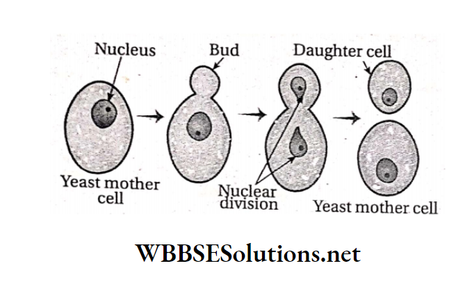 WBBSE Solutions For Class 10 Life Science And Environment Chapter 2 Reproduction Budding of yeast