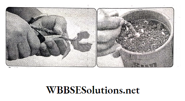 WBBSE Solutions For Class 10 Life Science And Environment Chapter 2 Reproduction Cutting