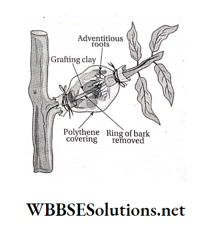 WBBSE Solutions For Class 10 Life Science And Environment Chapter 2 Reproduction Gootee