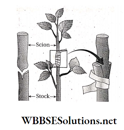 WBBSE Solutions For Class 10 Life Science And Environment Chapter 2 Reproduction Grafting