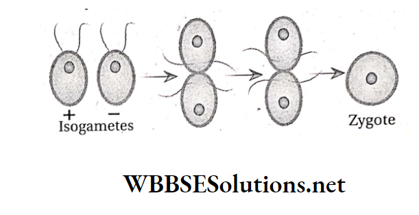 WBBSE Solutions For Class 10 Life Science And Environment Chapter 2 Reproduction Isogamy