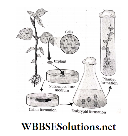 WBBSE Solutions For Class 10 Life Science And Environment Chapter 2 Reproduction Microprogation